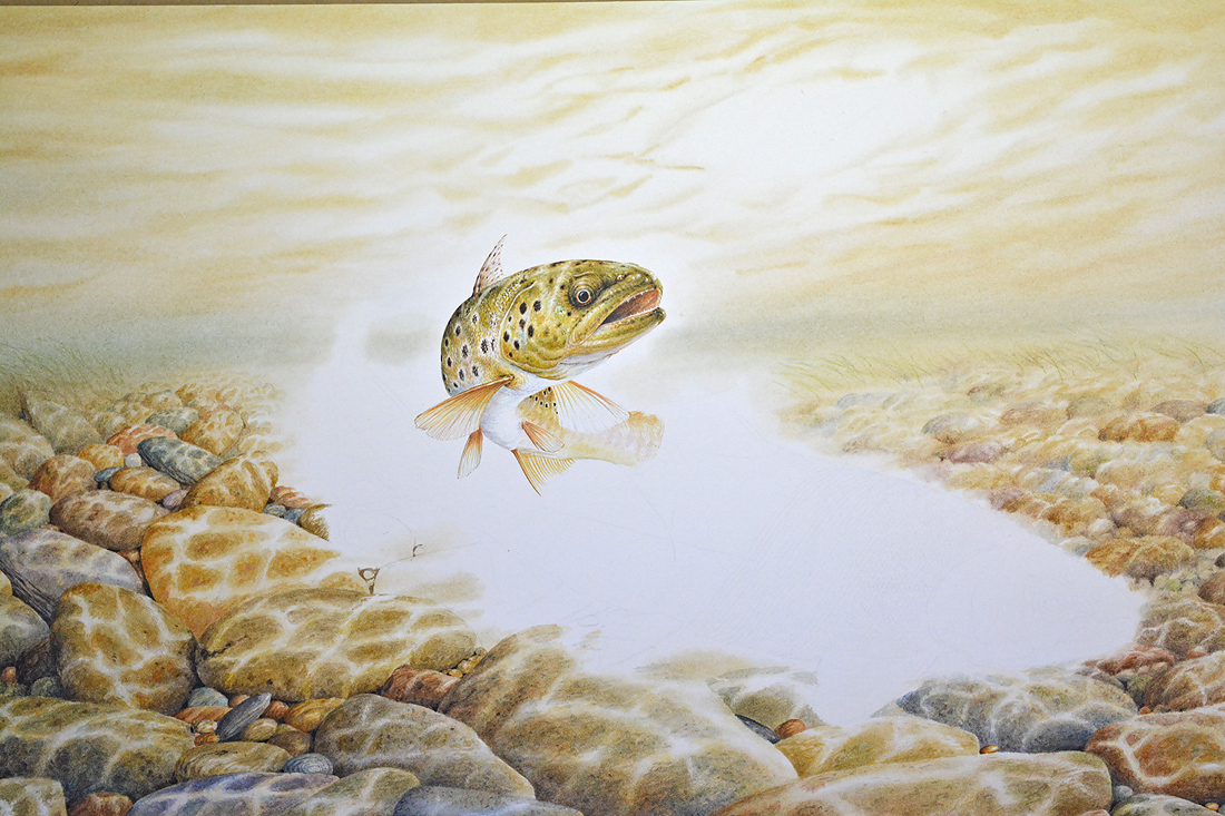 Brown trout - painting by Colin Woolf (2)