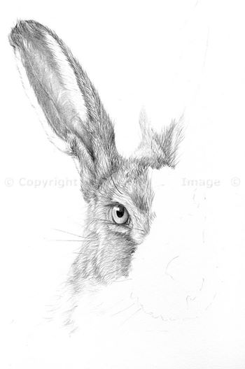 Brown hare (1)