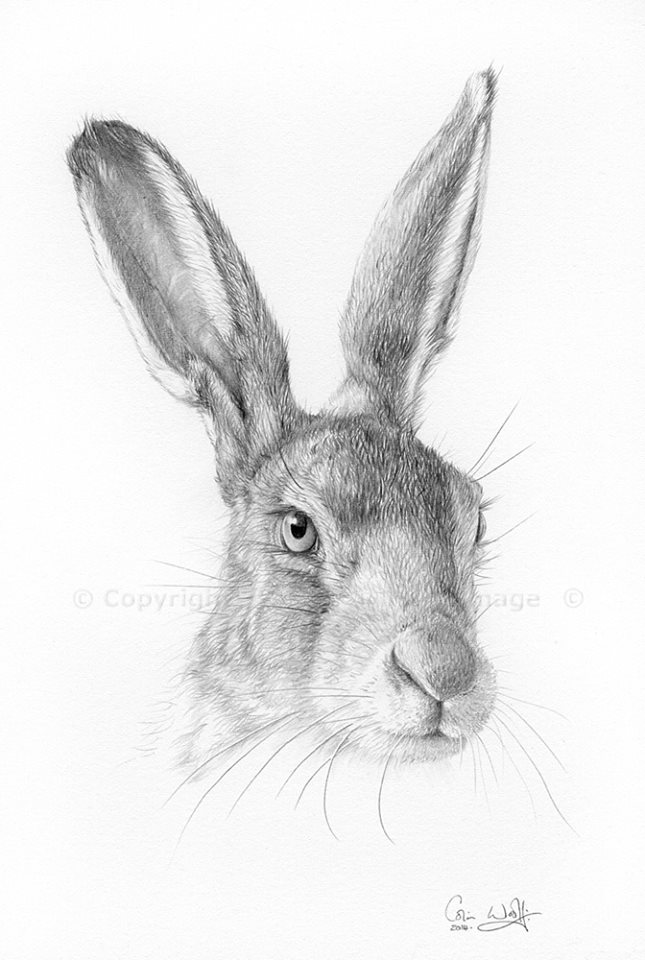 Brown hare (2)