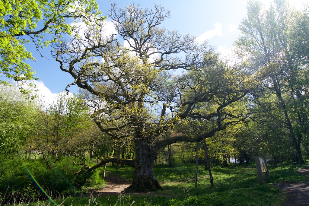 The Birnam Oak